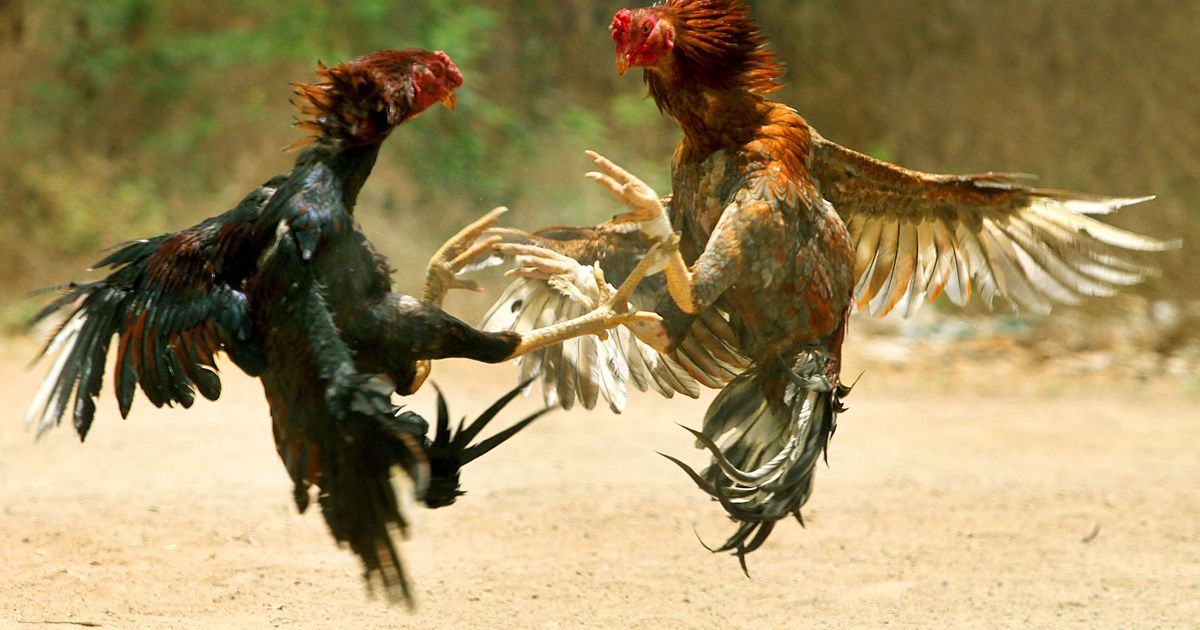 DN88 and Đá Gà DN88: A Complete Guide to Online Cockfighting Entertainment